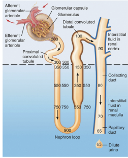 <p><span><span>What type of nephron is shown for "A" and how do you know?</span></span></p>