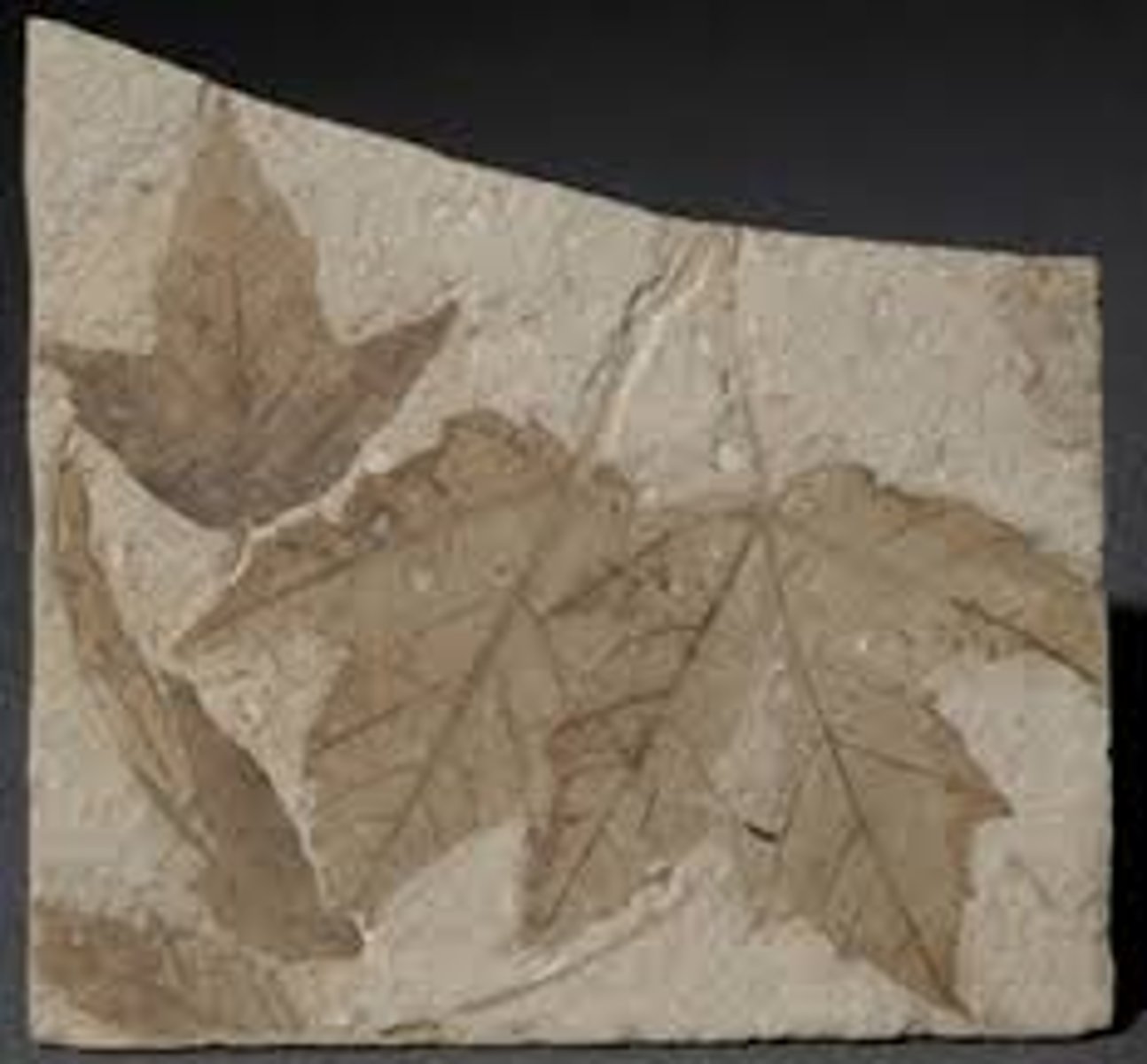 <p>Is this a eudicot or monocot leaf?</p>