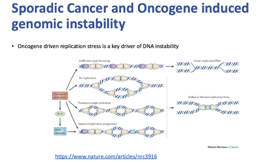 <p><span style="background-color: inherit; line-height: 22px; color: windowtext;"><span>Key initiator of genomic instability in sporadic cancer is oncogenic driven replication stress</span></span><span style="line-height: 22px; color: windowtext;"><span>&nbsp;</span></span></p><ul><li><p class="Paragraph SCXO168863441 BCX0" style="text-align: left;"><span style="background-color: inherit; line-height: 22px; color: windowtext;"><span>Stalling replication forks</span></span><span style="line-height: 22px; color: windowtext;"><span>&nbsp;</span></span></p></li><li><p class="Paragraph SCXO168863441 BCX0" style="text-align: left;"><span style="background-color: inherit; line-height: 22px; color: windowtext;"><span>Replication forks crashing with transcription mechanisms</span></span><span style="line-height: 22px; color: windowtext;"><span>&nbsp;</span></span></p></li></ul><p></p>