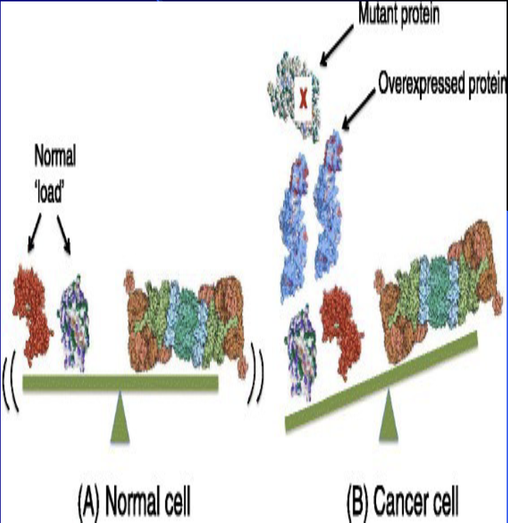 <p><span style="color: rgb(255, 255, 255);"><span>Cancer cells overproduce normal proteins and generate mutated proteins as well, so cancer cells rely heavily on proteasomes to protect them from proteotoxicity – the failure to clear these proteins from the cell. This imbalance triggers apoptosis in cancer cells</span></span></p>