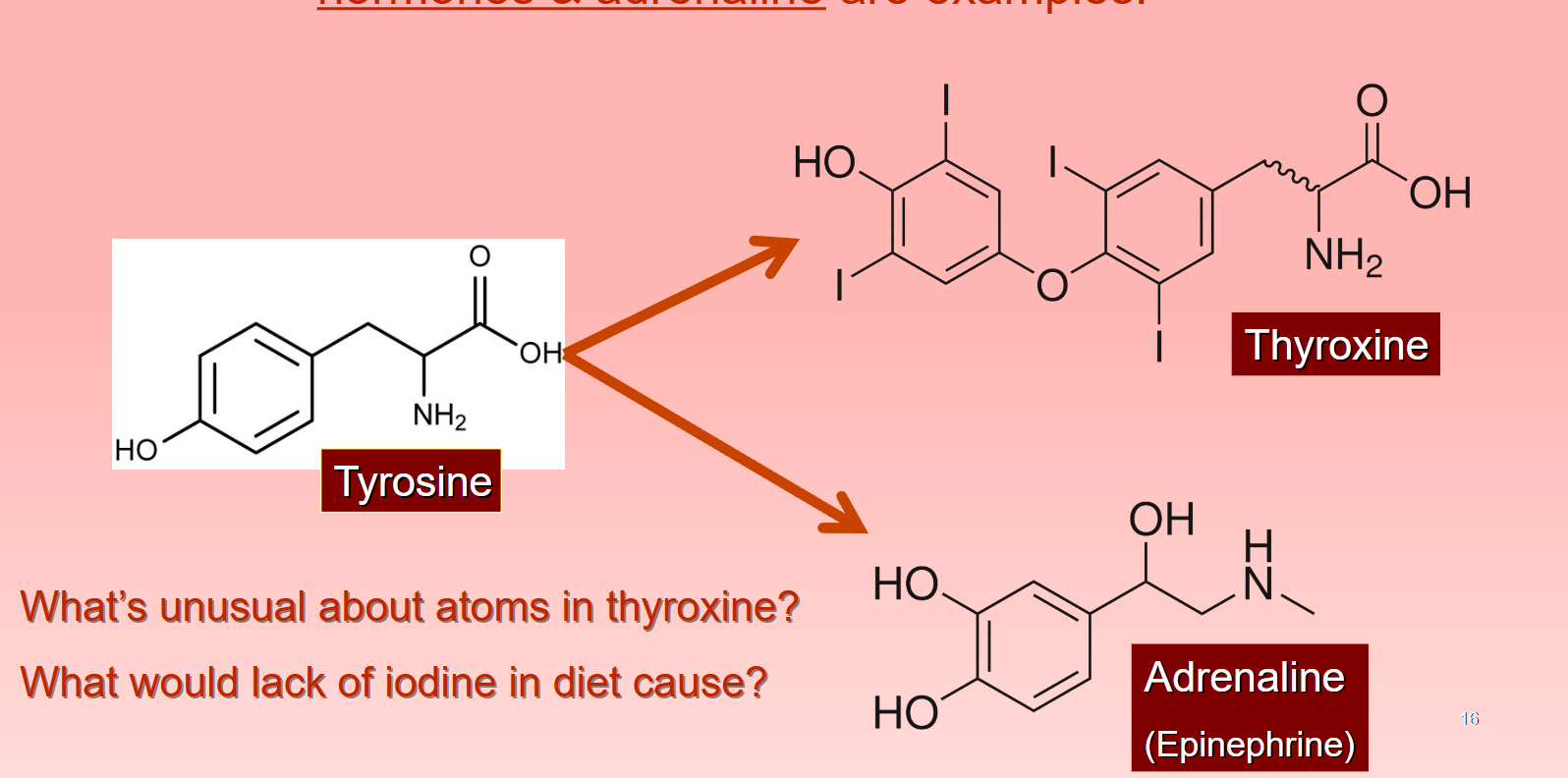 <p>Hormone: Amines</p>
