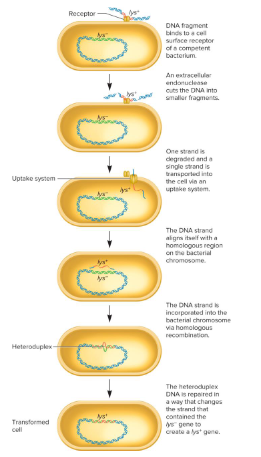 <p>What are the steps of transformation?</p>