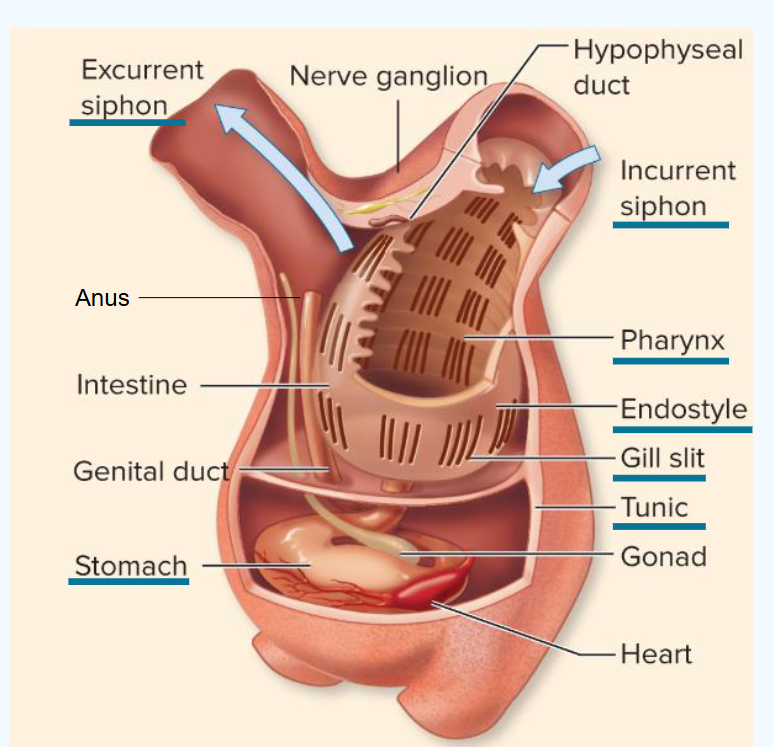 <ul><li><p>common in coastal habitats</p></li><li><p>known as sea squirts</p></li><li><p>filter feeders</p></li><li><p>could be confused with sponges</p></li><li><p>bluebell sea squirts: solitary, clumped or colonial growth forms</p></li></ul><p></p>