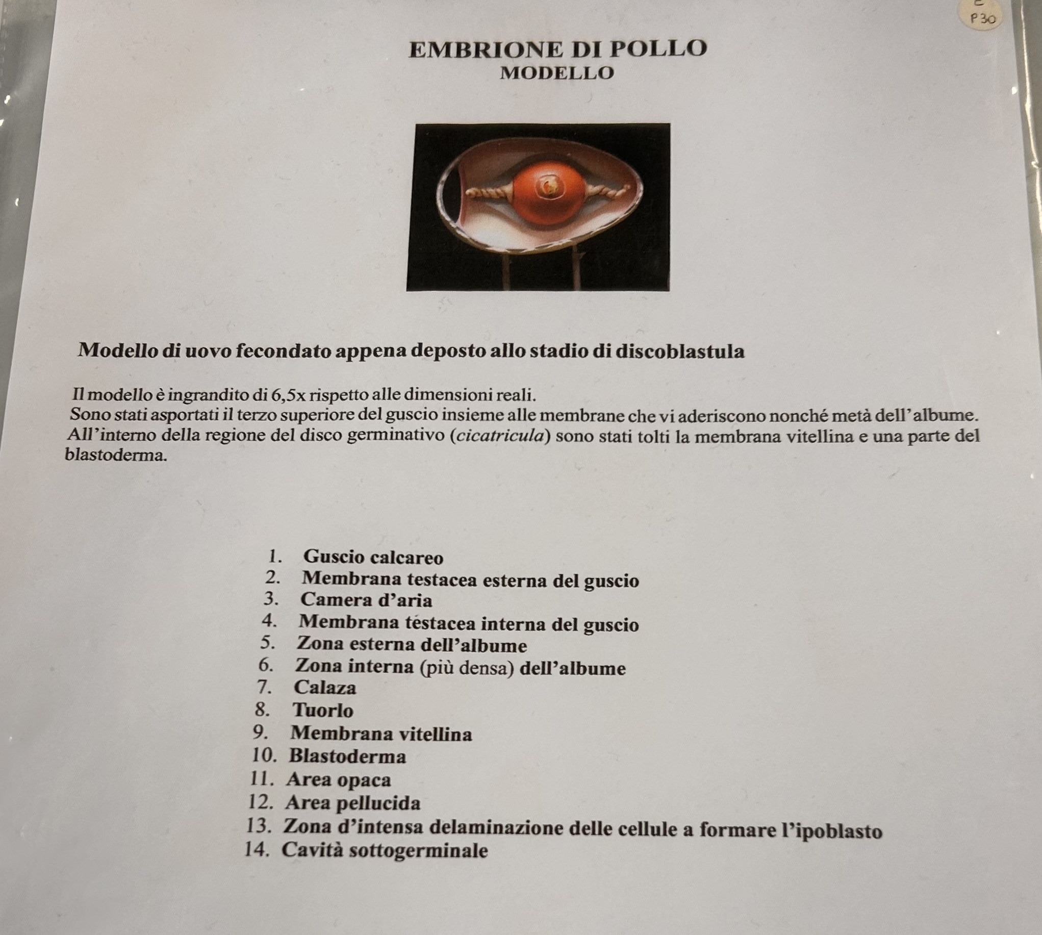 <p>modello uovo di pollo appena deposto (fine segmentazione)</p>