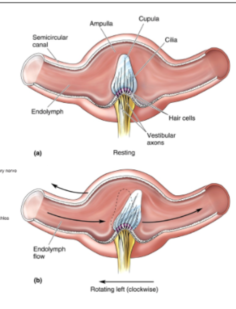 <p>detect rotational acceleration in each of 3 planes. Sloshing of endolymph around the canal; deforms cupula which bends hair cells.</p>