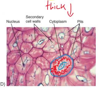 <p>short, “cuboidal”, inflexible, brittle</p><ul><li><p>forms hard impenetrable surfaces such as shells of nuts and fruit pits </p><ul><li><p>stone fruit pits!</p></li></ul></li></ul><p></p>