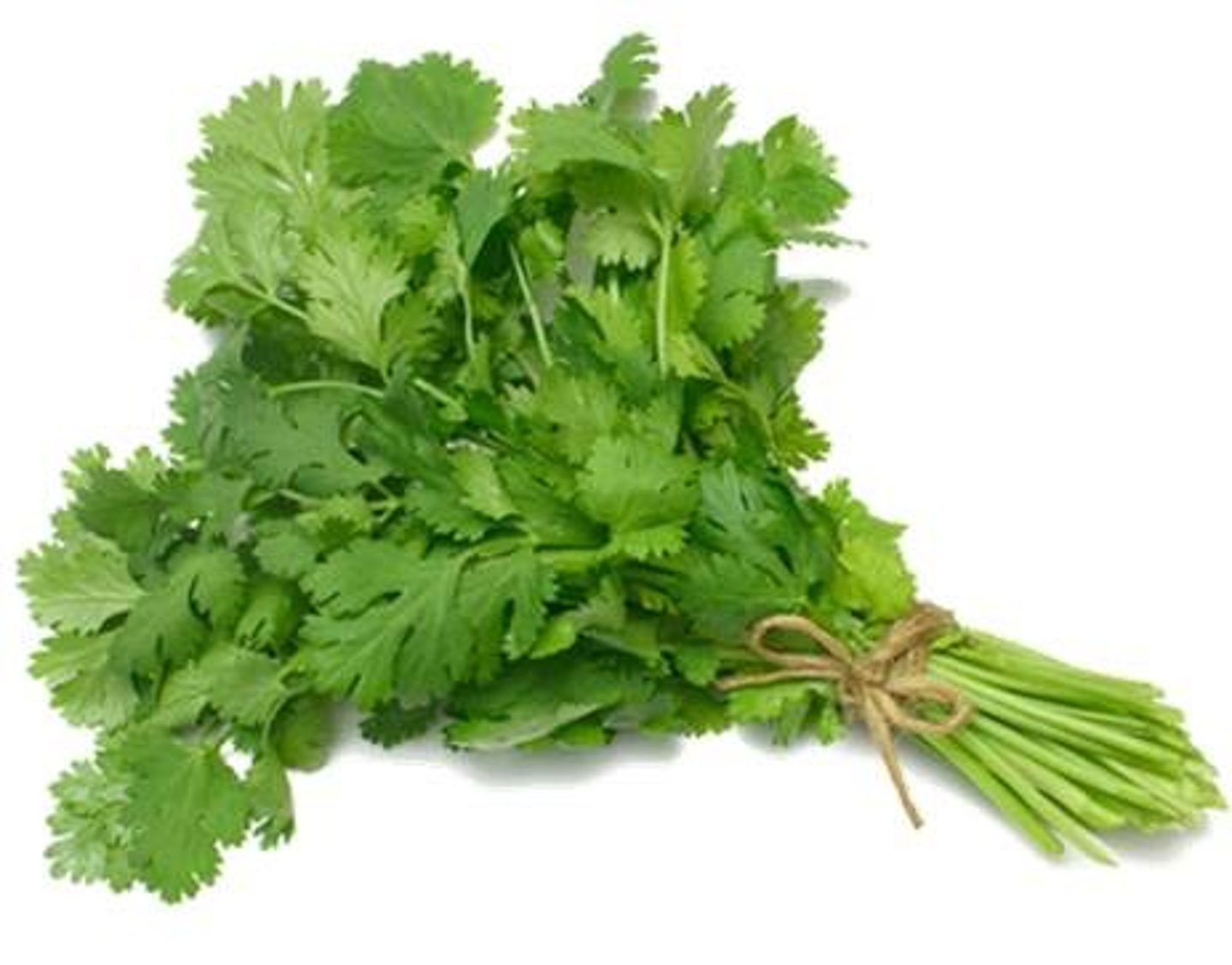 <p>cilantro</p>
