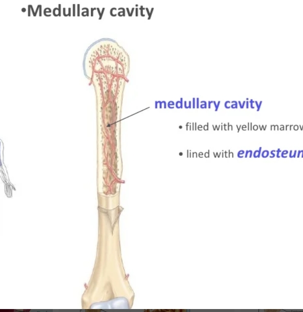 <p>The central cavity of long bones where bone marrow is stored. </p>