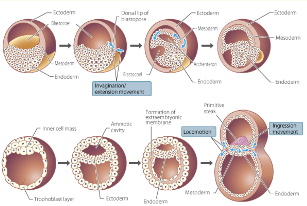 * ‘genesis of shape’
* gastrulation and neurulation that form initial primary germ layers + organogenesis 