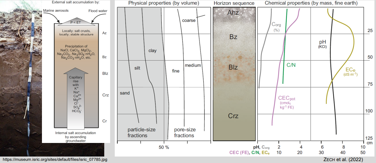 <ul><li><p><strong>Climate:</strong> low precipitation, high evapotranspiration (P < ET)</p></li><li><p><strong>Main processes:</strong> upward water movement → <strong>capillary rise</strong> and <strong>salt accumulation</strong></p></li><li><p><strong>Chemistry:</strong> alkaline pH, high salinity (Na, Ca, Mg salts), weak leaching</p></li><li><p><strong>Organic matter:</strong> very low (sparse vegetation, slow inputs)</p></li><li><p><strong>Typical features:</strong> salt/gypsum/carbonate horizons, surface crusts</p></li><li><p><strong>Key limitation:</strong> salinity + water stress strongly limit plant growth and agriculture</p></li></ul><p></p>