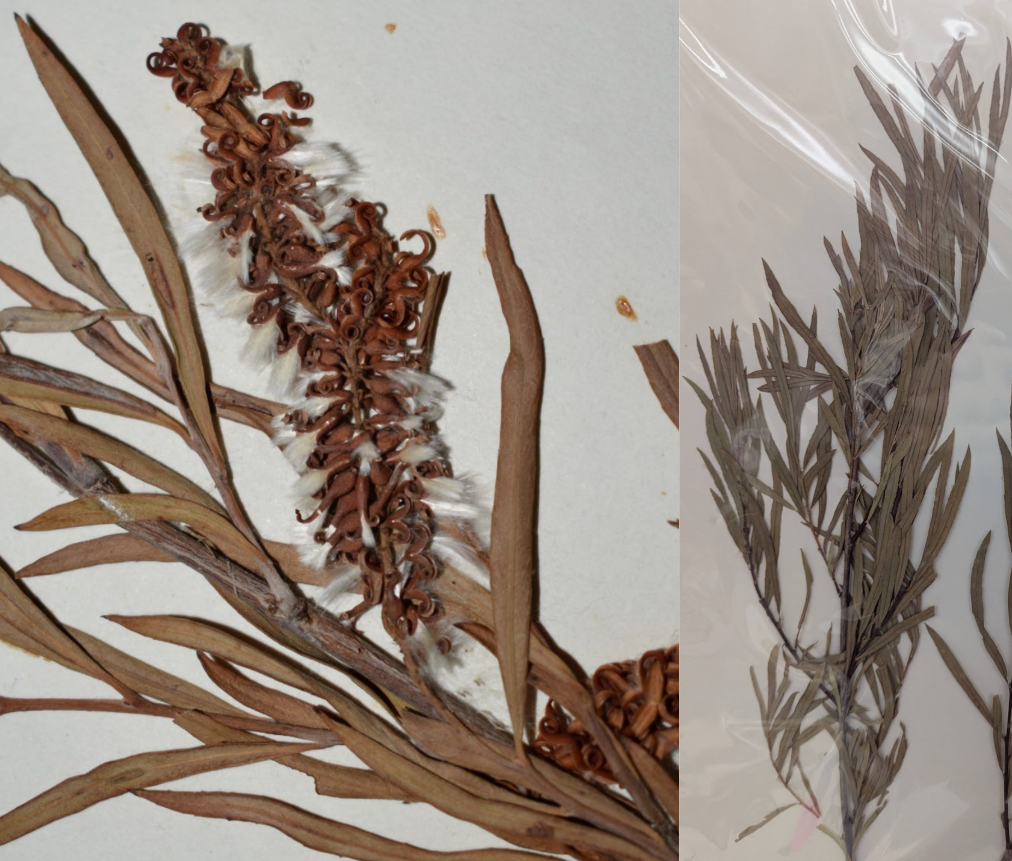 <p>Linear leaves, sessile/short petiole</p><p>Hairy leaves on both sides</p><p>catkins</p>