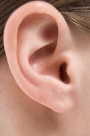 <p>Ear</p>