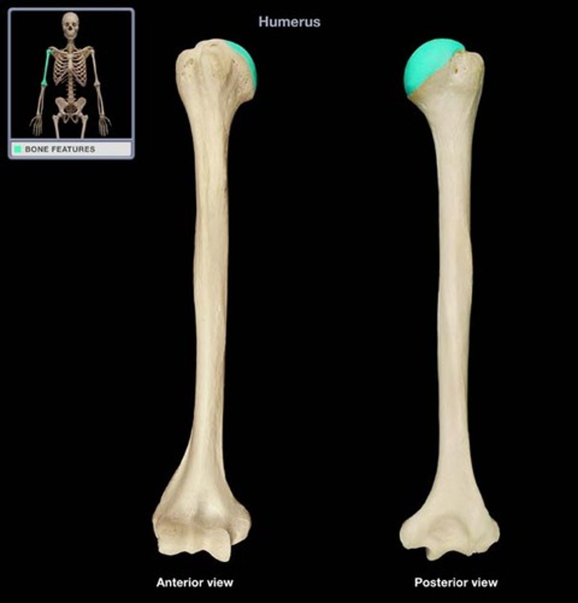<p>articulates with the glenoid fossaof the scapula (proximal end of humerus)</p>