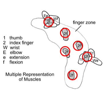 <p>You can go to many different zones in the motor cortex and elicit the same movement</p><ul><li><p>ex. finger flexion can be triggered from a bunch of different points in the finger zone. </p></li></ul><p>These zones also have synergies.</p><ul><li><p>A combination of different movements to make one thing like holding a pen.</p></li></ul><p></p><p></p>