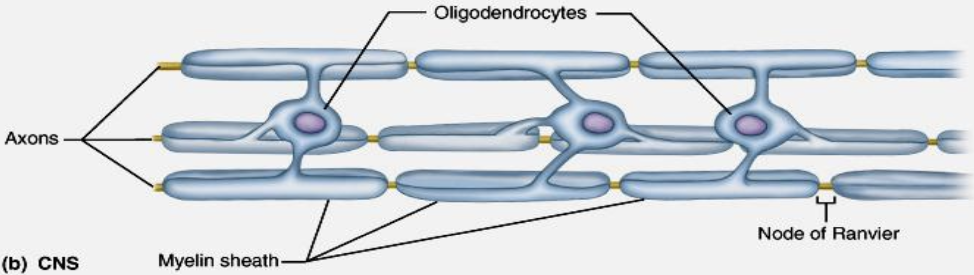 <p><strong><mark data-color="yellow">Myelin Sheath in CNS</mark></strong></p><p>Structure</p>