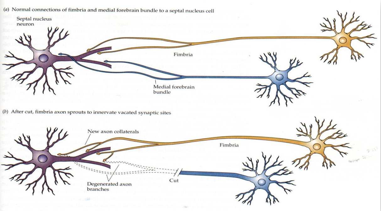 <p><strong><u>***describe the neural mechanisms related to plasticity</u></strong></p><ul><li><p><strong><u>axonal sprouting</u></strong></p></li></ul><p></p>