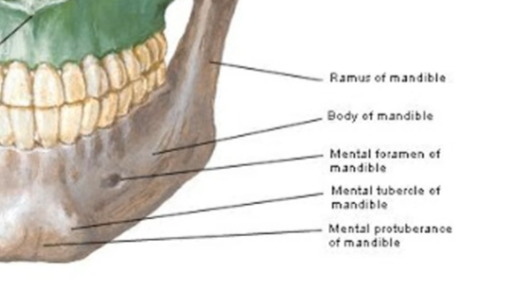 <p>ramus, body, mental foramen, mental eubercle, mental protuberance</p>