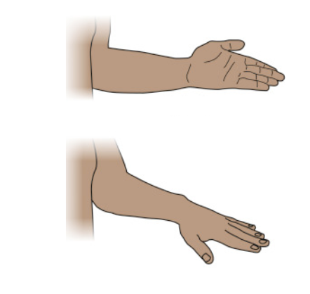 <p>Name these two motions. </p>