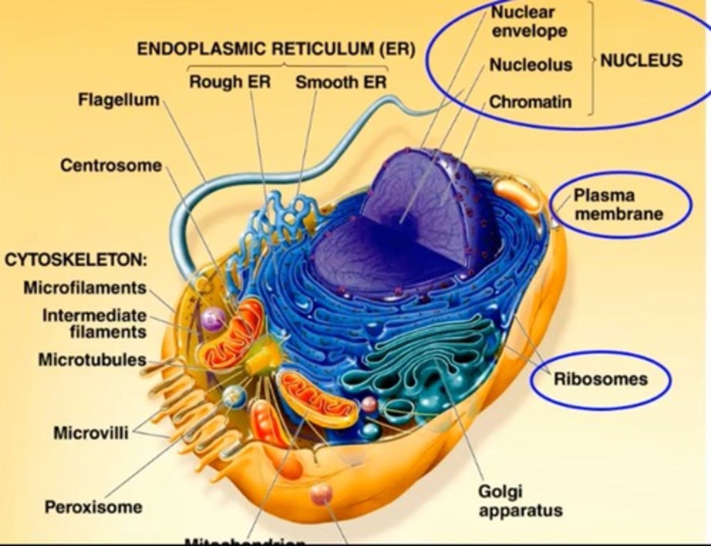 <p> produce ATP, the energy currency of the cell.</p>