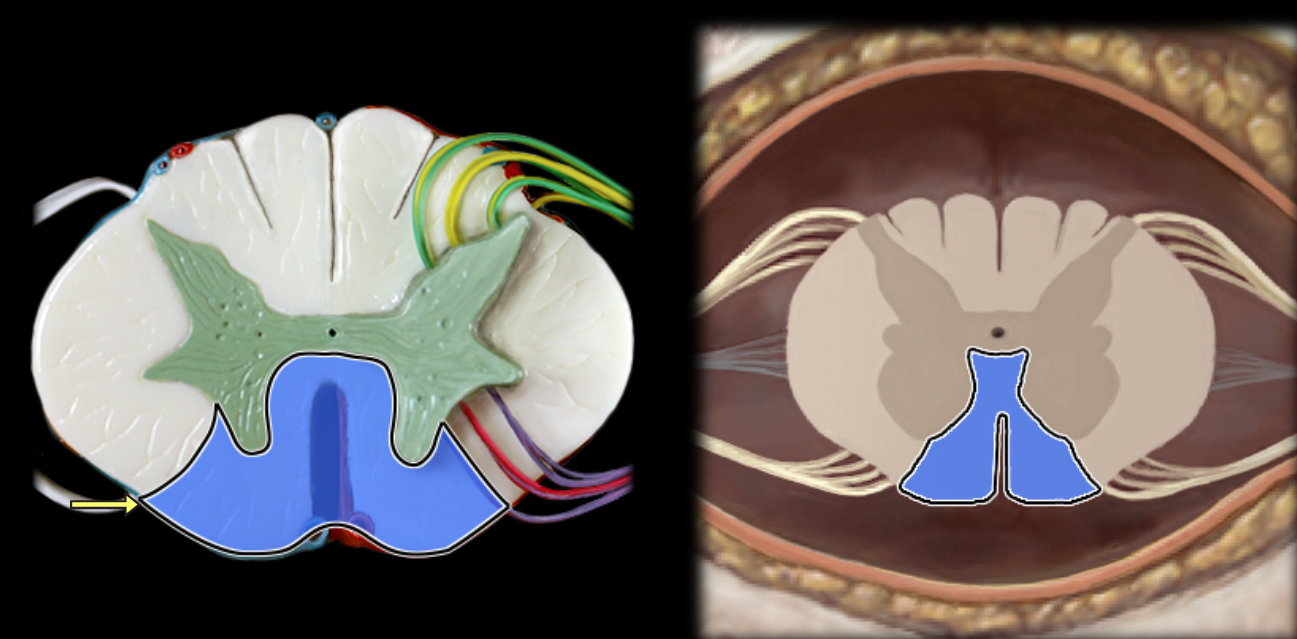 <p>Ventral funiculus</p>