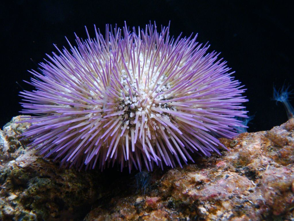<p><strong>ECHINOIDEA</strong></p>
