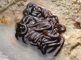 <p>bootlace worm, Northern European coasts, up to 55m in length and up to 10 mm in width</p>