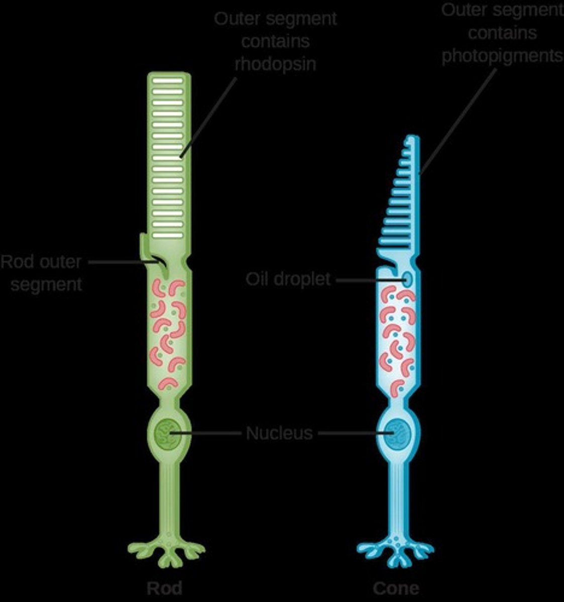 <p>Light energy, and are found in the retinas of the eyes.</p>