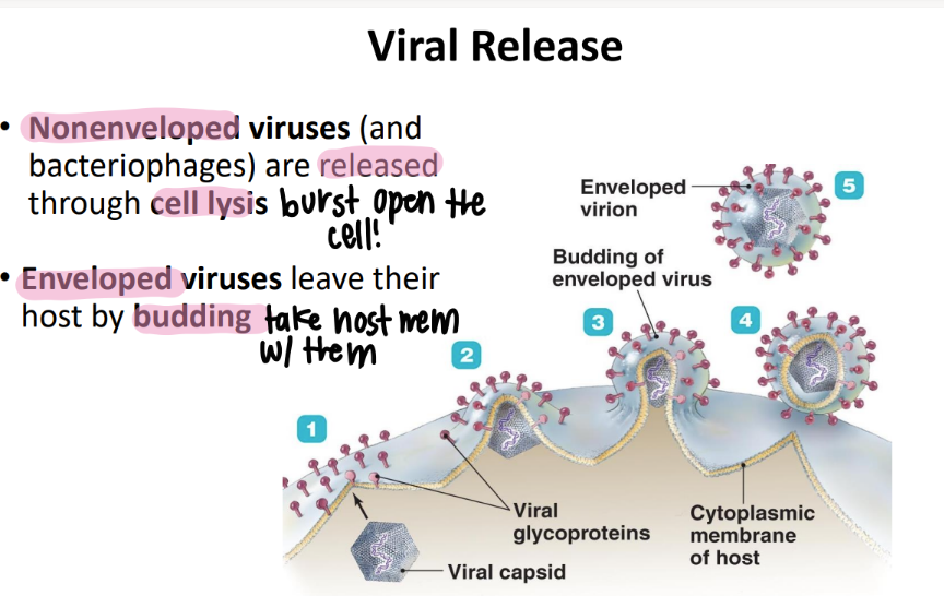 <p>non-envelope → cell lysis </p><p>envelope → budding off (take host cell mem with them!) </p>