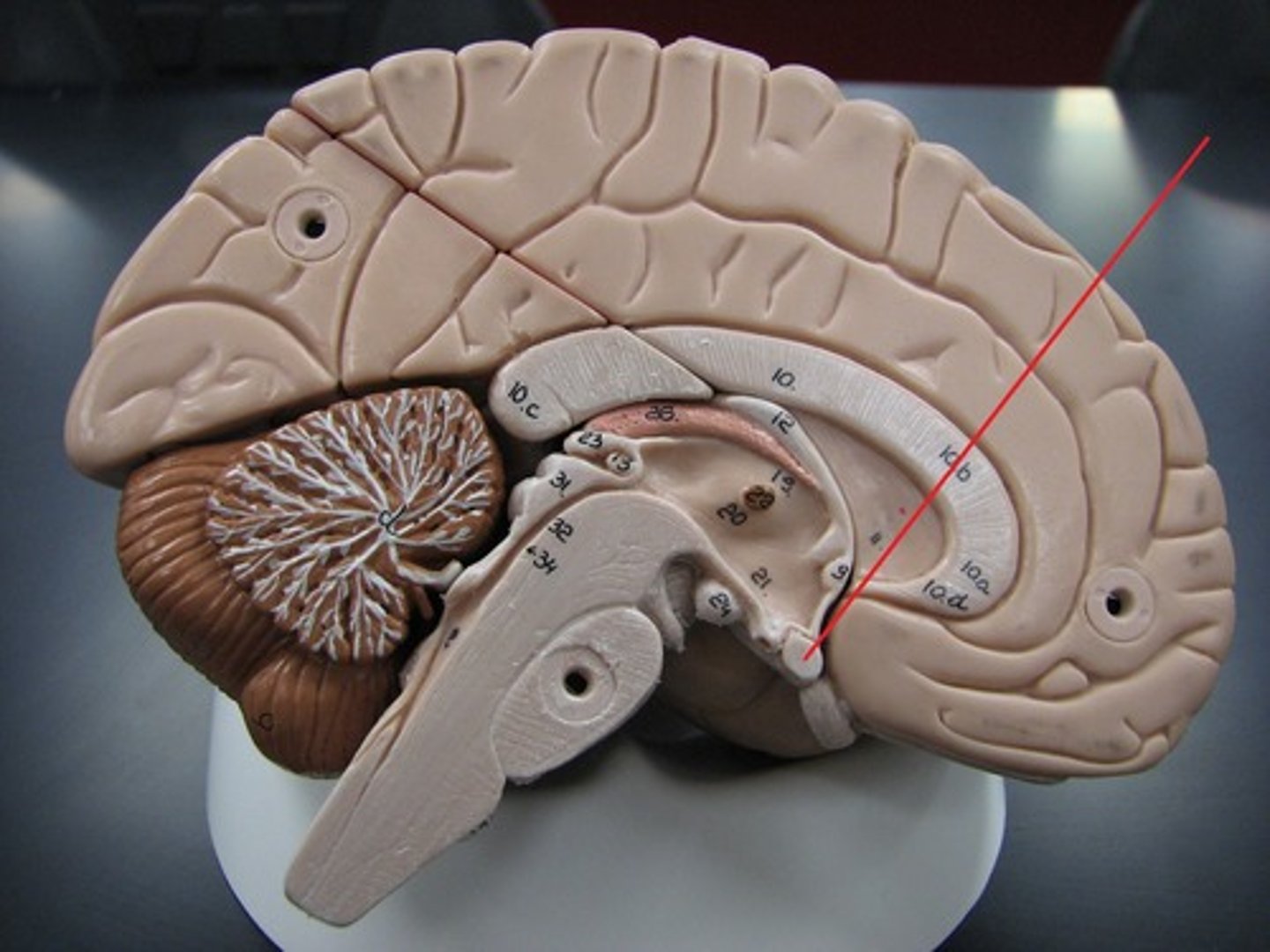 knowt flashcard image