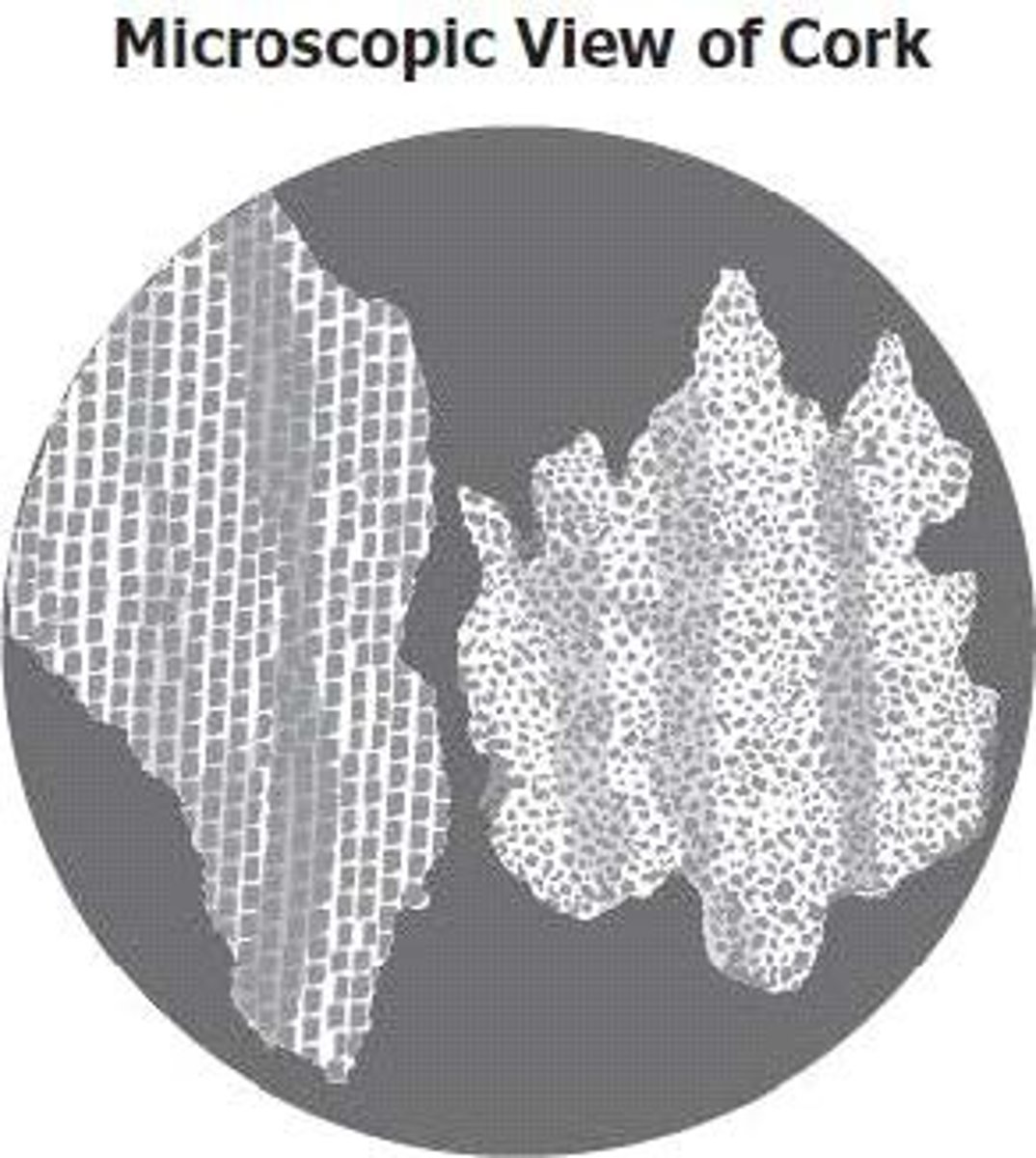 <p>What are the tiny boxes Robert Hooke saw in this drawing?</p>