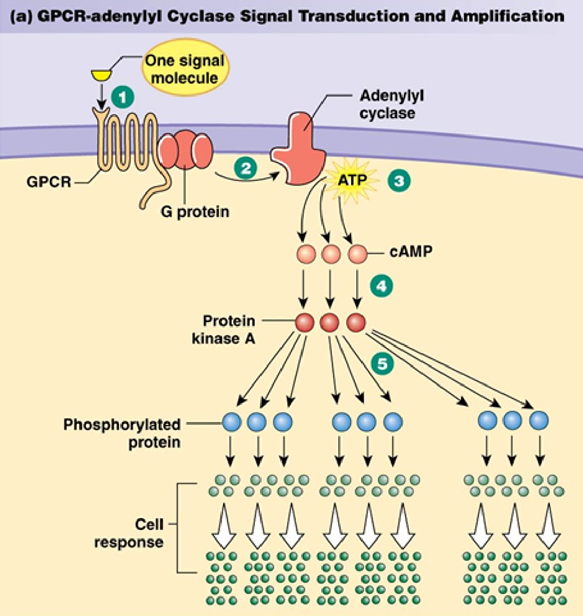 <p>when molecules activate other molecules, the number of activated molecules increases in an enzyme cascade. (1 activates several which activate even more to cause a larger/faster response)</p>