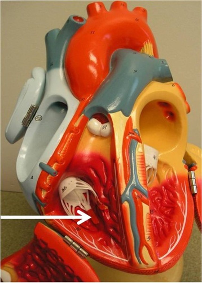 <p>What part of the heart is this?</p>