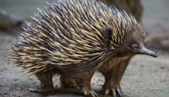 <p>Echidna </p>