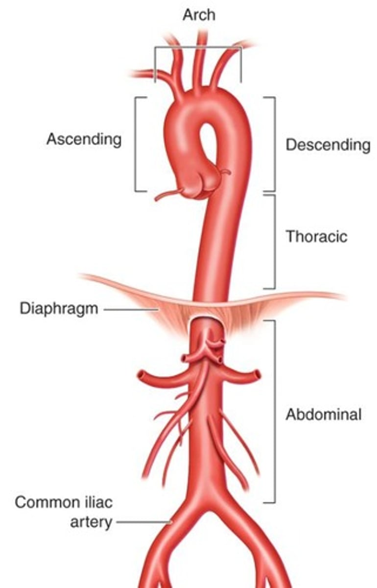 <p>It bifurcates into the right and left common iliac arteries.</p>
