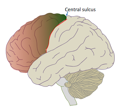 <p>The frontal lobe is involved in action. It is functionally organized along a rostral-caudal gradient. The abstract aspects of action (e.g., “I’m going to make a sandwich.”) are rostral, whereas the specific action required to achieve the abstract goal (e.g., the movements involved in slicing bread) are cauda</p>