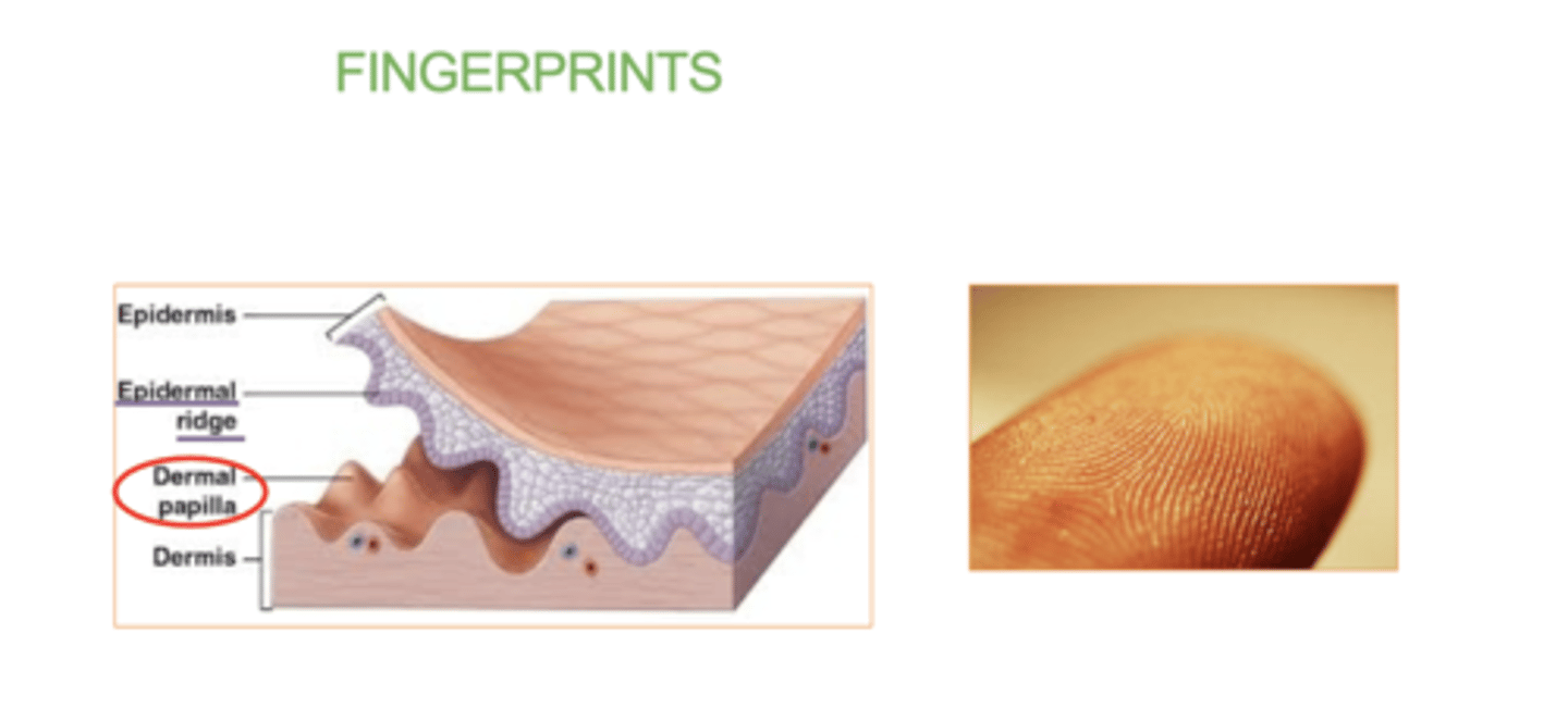 <p>Dermal, epidermal.</p>