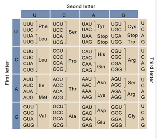 <ul><li><p>there are 64 different codon combinations </p><ul><li><p>61 code for amino acids </p></li><li><p>3 are STOP codons </p></li><li><p>same for all living things </p></li></ul></li><li><p>redundancy: more than one codon can code for the same amino acid</p></li></ul><p></p>