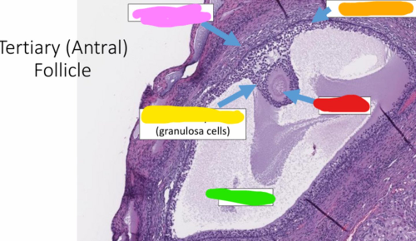<p>a mound of granulosa cells that covers the oocyte and secures it to the follicle wall (yellow)</p>
