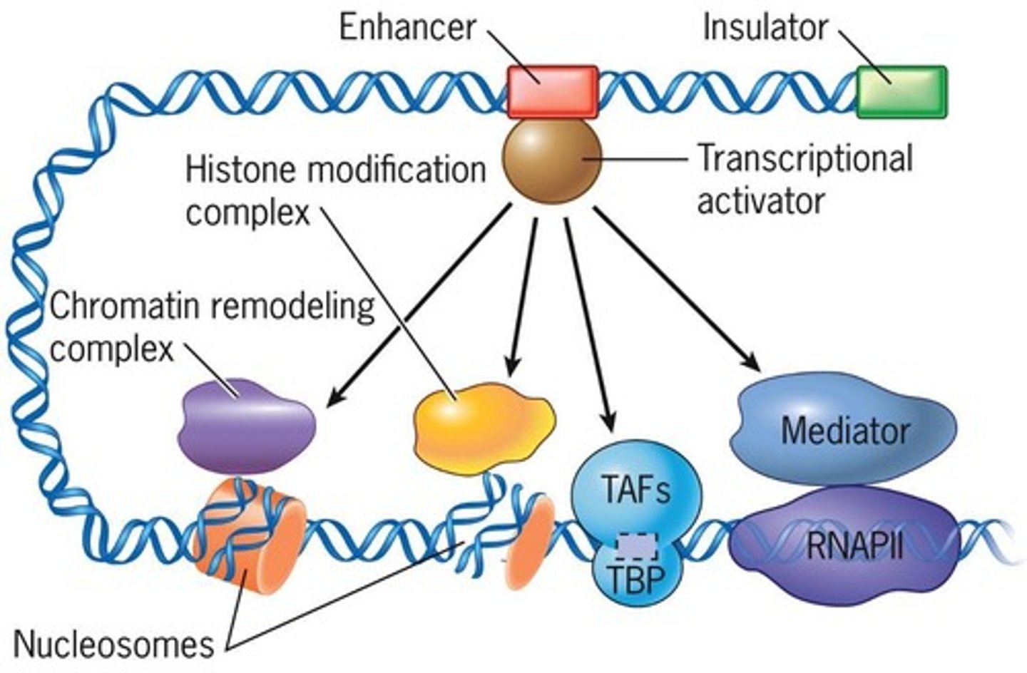 <p>Enzyme synthesizing RNA from DNA template.</p>