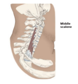 <p>Middle scalene</p>