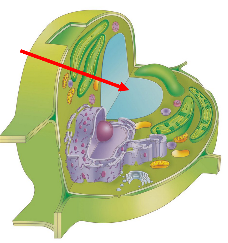 <p>Central Vacuole</p>