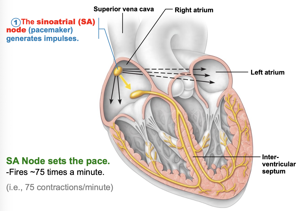 <p>the SA node generates impulses and sets the pace</p>