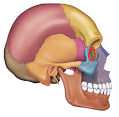 <p>Name this bone of the skull</p>