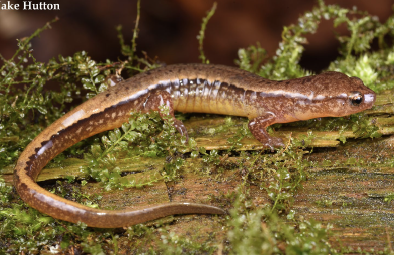 <p>tolerant of urban/ag development, Tan/light yellow with 2 black</p><p>longitudinal stripes from eye to tail with</p><p>black flecks on dorsum;</p>