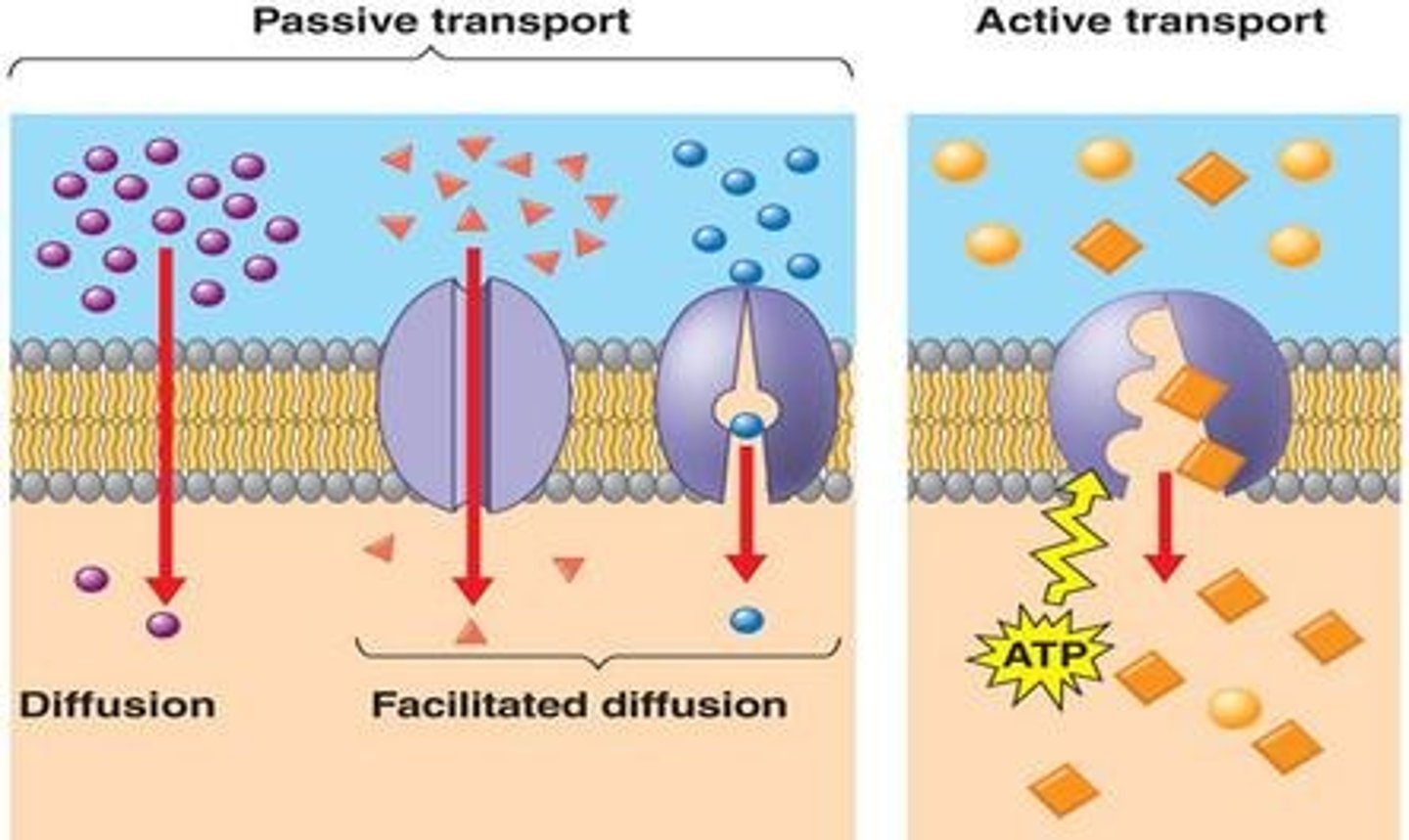 <p>Passive Transport: Uses no energy; relies on concentration gradient to move molecules, Active Transport: Uses energy (ATP) to move molecules against concentration gradient</p>