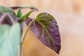<ul><li><p>Occurs when plants have insufficient phosphorus, which is crucial for energy transfer and photosynthesis, leading to stunted growth and poor development. </p></li><li><p>Symptoms may include dark green or purplish leaves and delayed flowering. To fix this, apply phosphorus-rich fertilizers to enrich the soil. </p></li><li><p>To fix this,monitor soil pH and drainage to ensure phosphorus availability. </p></li></ul><p></p>