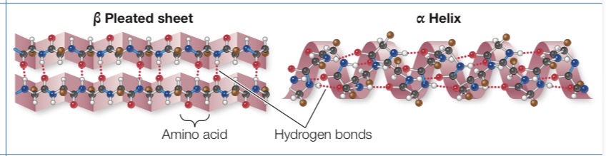 <p>Regular repeated local spatial patterns. Form alpha helices and beta pleated sheets through hydrogen bonding.</p>