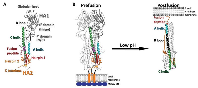 * M2 (ion channel) pumps H+ virion
* pH = 5.0 induces conformational change of HA that exposes fusion peptide that inserts into endosomal membrane (fusion) and releases into cytoplasm for nuclear import