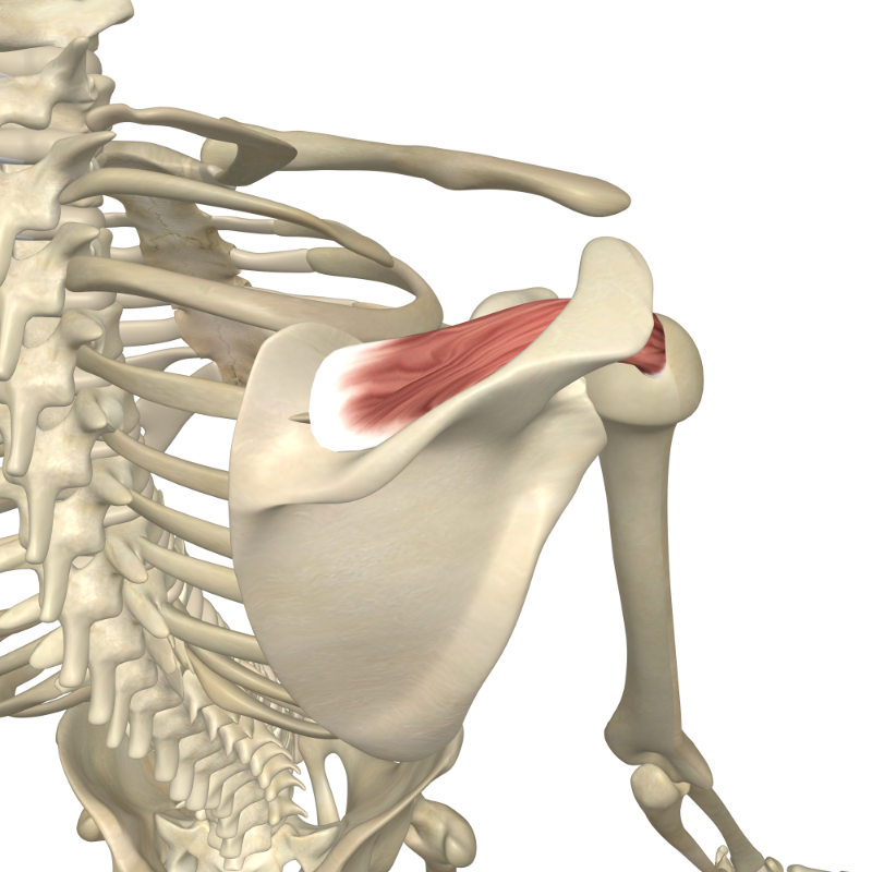 <p>posterior side of scapula, superior to spine of scapula</p>