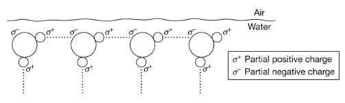 <p><span><span>Figure 1 is a diagram of water molecules at the air-water interface at the surface of a pond. </span></span></p><p>Figure 1. Alignment of water molecules at air-water interface</p><p class="stem_paragraph">Based on Figure 1, which of the following describes how the properties of water at an air-water interface enable an insect to walk on the water's surface?</p>